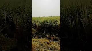 setkaribrand viralvideo shorts nature [upl. by Ule642]