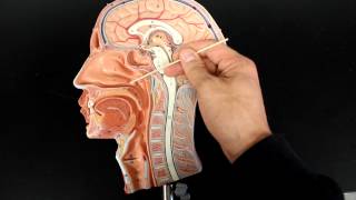 RESPIRATORY SYSTEM ANATOMY Air flow from the nose to laynx 12 head model [upl. by Annovad]