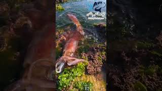 عجائب الكلمار Calamar صيد سمك fishing البحر اكسبلور بحر ترند fish دويتو food [upl. by Delmer]