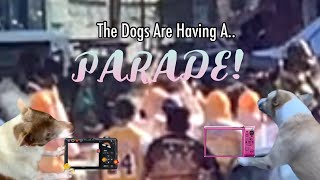 The Dogs Are Having A PARADE Again [upl. by Maclaine582]