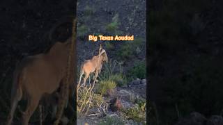 Big Texas Aoudad [upl. by Alic459]