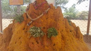 நாக தோஷம் நீங்க பரிகாரம் naga dosham tamil astrology [upl. by Ayatahs]