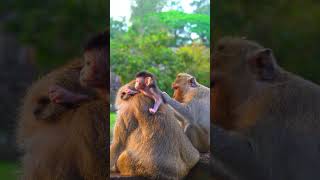 Top Wild Monkey Video 2024 Shorts monkeys animals [upl. by Hamaso]