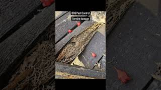 OCG Pest Control  Termite Damage in Campbelltown [upl. by Annawot938]