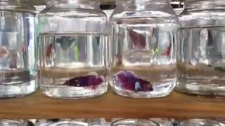 Peixes Betta 20170219 125048 [upl. by Llireva]