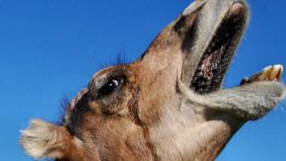 The Amazing Dromedary Camel [upl. by Klemperer]