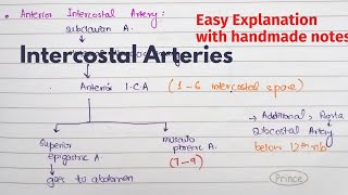 Intercostal Arteries  Course Relations  Arterial Supply of thorax  Thorax Anatomy [upl. by Lobel]