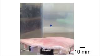 Trapping of an object with a thick tissue barrier [upl. by Secnirp]