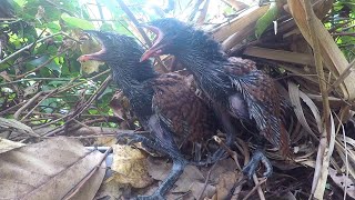 Greater Mommy Coucal Bird brings food to feed the babies in their nest P30 [upl. by Aleacim]