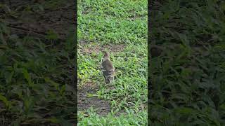 Blackcollared starling Birds beautifulbird birds birdsoun bird nature birdsounds myna [upl. by Tihom]