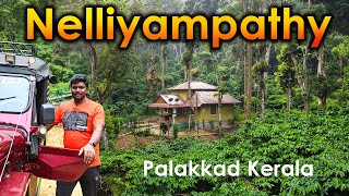 Nelliyampathy Tourist Places I நெல்லியம்பதி சுற்றுலா I Palakkad I Kerala I VillageDatabase [upl. by Happy681]