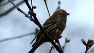 Singing Pine Siskin [upl. by Sakhuja]