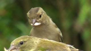 Bullfinch Chaffinch and Greenfinch Close Up [upl. by Niggem]