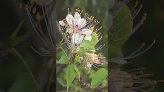 🌹¹⁶☆•⁵ Varuna Crateva adansonii subsp odora in Caper Family Capparaceae [upl. by Stoffel]