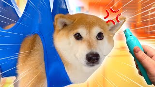 Dramatic Shiba Screams in nail grooming MELTDOWN [upl. by Ruttger]