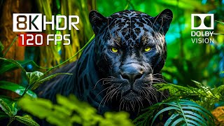 Best of Dolby Vision for 2024  8K HDR Video ULTRA HD 120FPS [upl. by Aneele59]