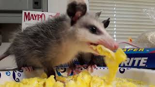 Baby opossums eating eggs [upl. by Elfrieda]