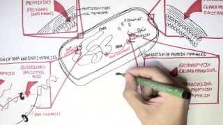 Microbiology  Antibiotics Mechanisms of Action [upl. by Bradford]