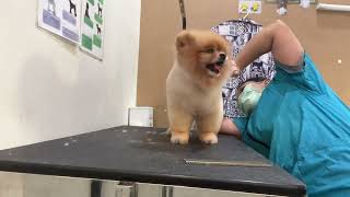 Dog Grooming Tutorial  Pomeranian Dog Hair Cut  How to Cut Dog Hair at Home  Dog Lover [upl. by Gildus]