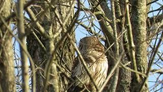 Barred Owls Caterwauling [upl. by Kutchins986]