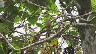 Whiteeared BrownDove PICOP Philippines 2016 [upl. by Hnahym]