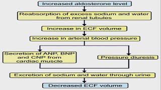 ALDOSTERONE ESCAPE [upl. by Aital]