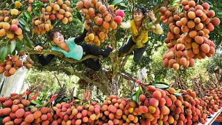 Harvesting Lychee Fruit Goes To Countryside Market Sell  Make Lychee Syrup  Tiểu Vân Daily Life [upl. by Anatlus774]