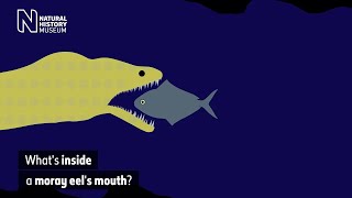 Whats inside a moray eels mouth  Natural History Museum Audio Described [upl. by Given]