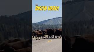 Bison take over Bison cross the road at Grand Teton National Park nationalpark bison buffalo [upl. by Azil]