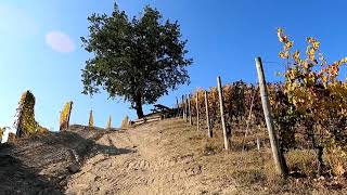 LANGHE  Anello Serralunga dAlba Sinio Serralunga dAlba  Foliage autunnale [upl. by Noramac737]