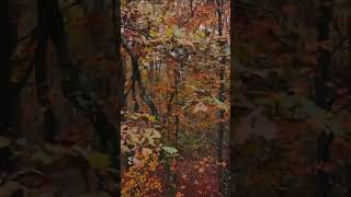 Dji Neo  Autumn 4k 30 dji drone autumn [upl. by Elliven]