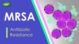 MRSA  Methicillin Resistant  Staphylococcus aureus  Antibiotic Resistance  Basic Science Series [upl. by Rodmur]