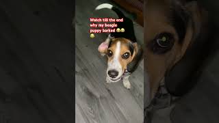 lucky beagle puppy barking he doesn’t like belly dance that’s why he barking 😂🐈🐈😂 [upl. by Ztirf]