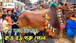 কার গরুর দাম কত কেমন হয়েছে জানতে ভিডিওটি দেখুন গাবতলী গরুর হাট ২০২৪ [upl. by Ocirnor]