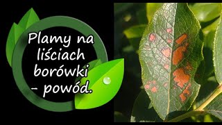 Plamy na liściach borówki  przyczyna [upl. by Iver]