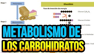 Metabolismo de los carbohidratos [upl. by Hairakcaz]