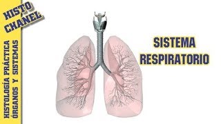 OyS 4 Sistema respiratorio [upl. by Winona]