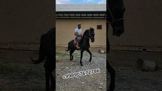 OTNI SOLDATI CHIQDI ULOQCHI OT SOLDAT998907672786 kopkari molbozor жылкыбазар horse ot [upl. by Bartholemy]