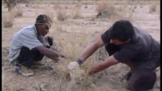 Maroc  Niger Reboisement au Sahara grâce aux plantes nurses [upl. by Giselle]