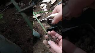 Easily propagate horsetail plant using rhizome [upl. by Dlopoel]