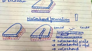 Third Week of Development Notochord formation [upl. by Miahc146]