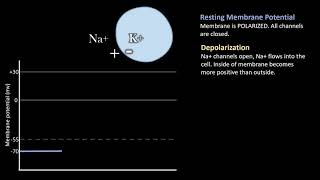 Depolarization vs Repolarization Action Potentials [upl. by Nelyt469]