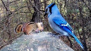 Chipmunk Genius Teaches Blue Jays LeftyLoosey RightyTighty Lesson [upl. by Sivla]