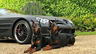 Doberman Pinscher  The Best Guard Dog [upl. by Neroled]