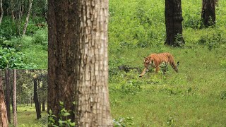 Tiger Sighting  Kabini Nagarhole Safari in Monsoon Season [upl. by Reel389]