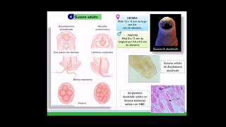 HIV Replication  Microbiology Medical Animations [upl. by Luhe]