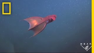 Vampire Squid Turns Itself quotInside Outquot  National Geographic [upl. by Adnamor]