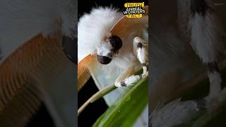 Bombyx Mori  The Silkworm From Humble Caterpillar to Luxury Fabric animalwonders [upl. by Oner]