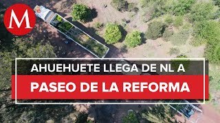 ¡Ya está aquí Ahuehuete que se plantará en la glorieta en Reforma llega a la CdMx [upl. by Ahsatsan882]