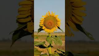 Sun Flower  Helianthus annuus  flowers nature  isaiahphoto KeeganEvansPhotoKyleNutt [upl. by Ready245]